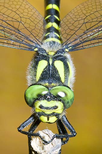 Cordulegaster boltonii... no, bidentata
